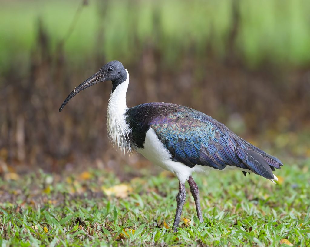 The Case Of The Missing Ibis A Satellite Tracker And Some Butcherbirds Rivers Of Carbon