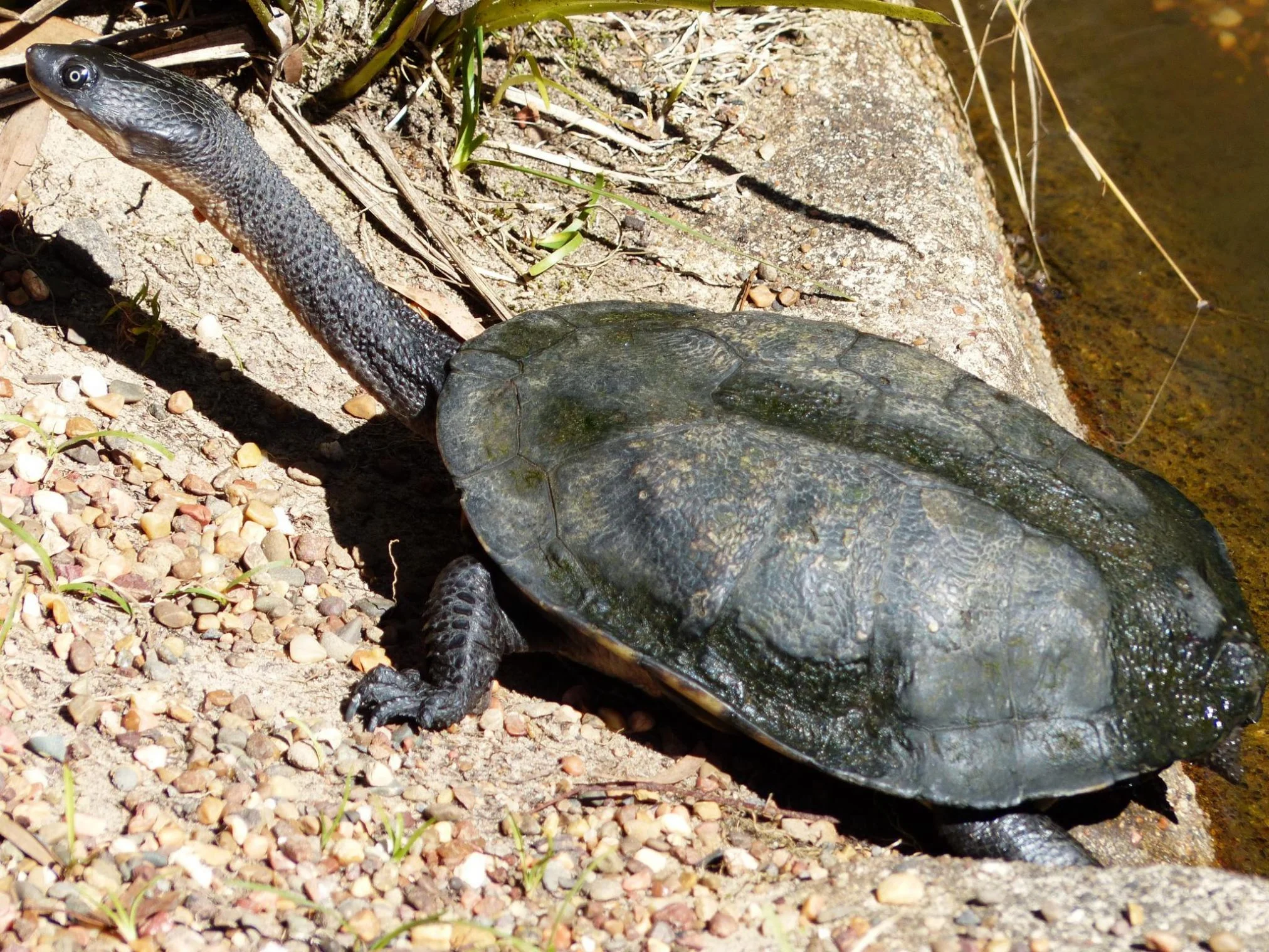 Freshwater Turtle Or Tortoise Busting The Common Misconception Rivers Of Carbon 