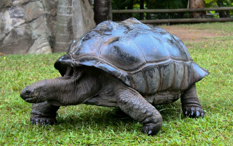 Freshwater Turtle Or Tortoise Busting The Common Misconception Rivers Of Carbon 