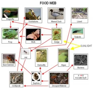 River Food Chain, source: Blue Planet Educational Resources