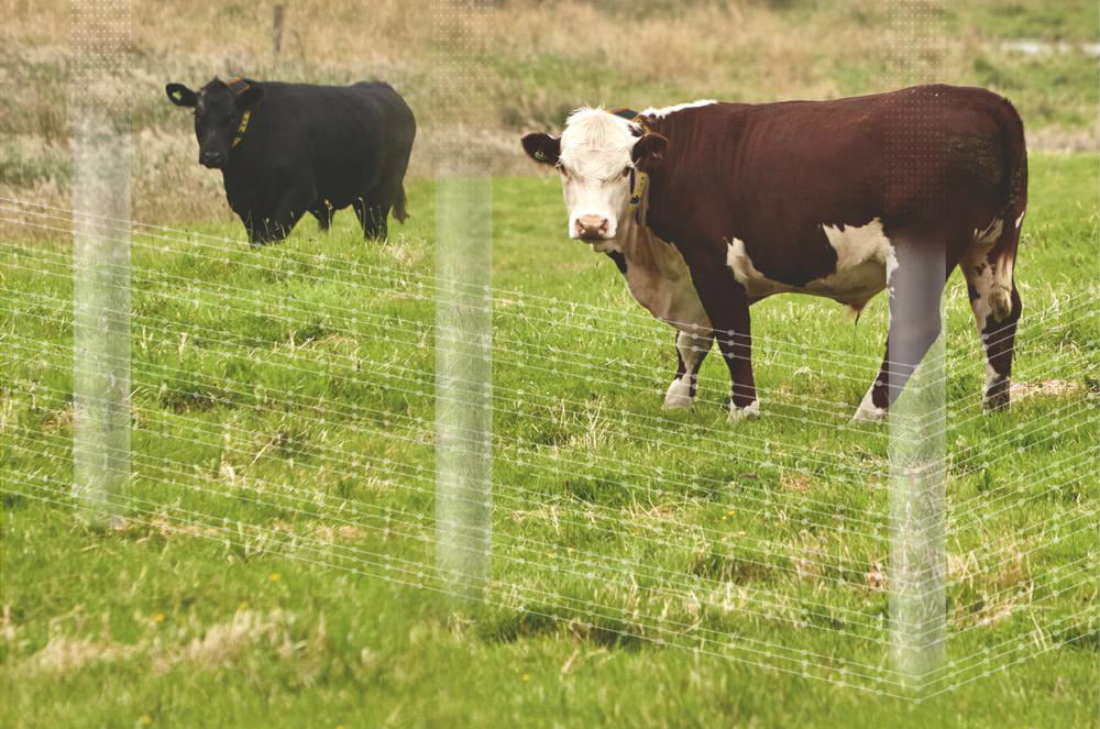 Cows and virtual fence