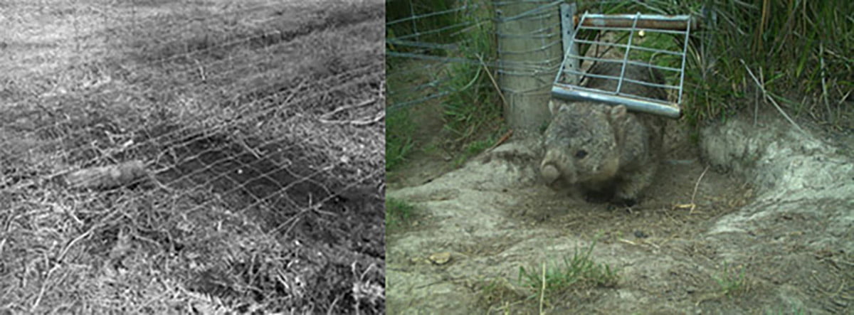 Wombat Gate Chicken Wire