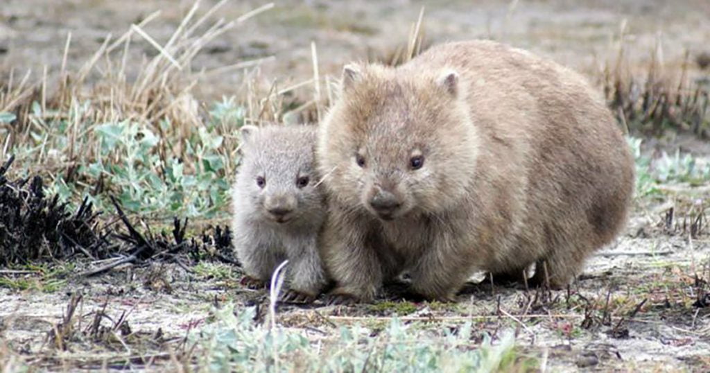 Wombat Mum and Bub
