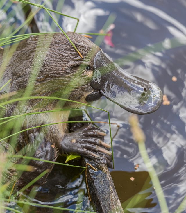 Guide: What platypus need to thrive – Rivers of Carbon