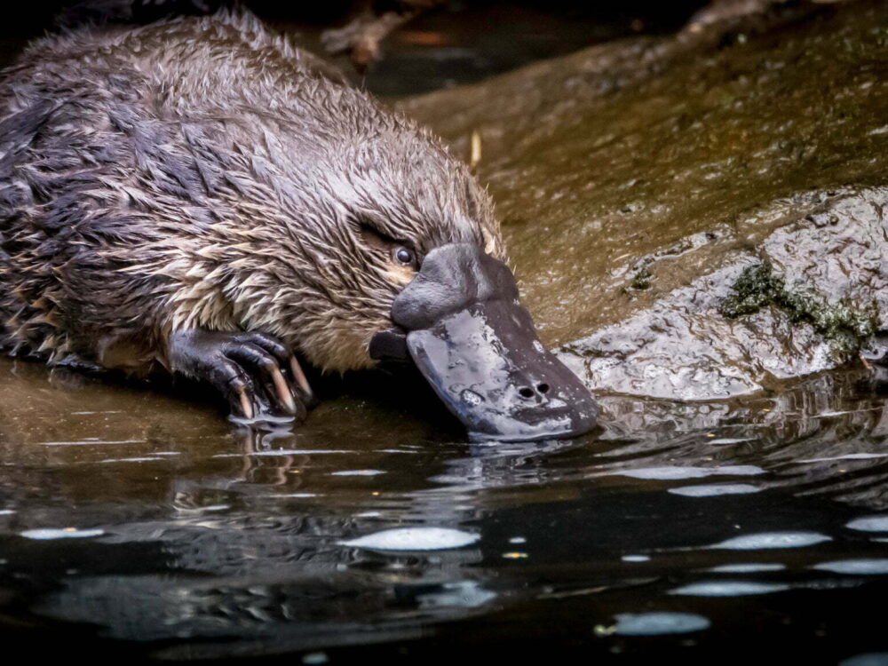 Platypus are rarely seen on land, but occasionally rest on on-shore logs or rocks.