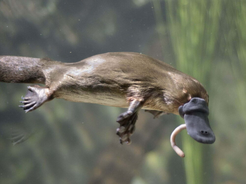 Platypuses eat aquatic insects and invertebrates such as mayfly, caddis-fly larvae, worms and freshwater shrimp. This means they dive underwater for their food. Image credit: Adobe.