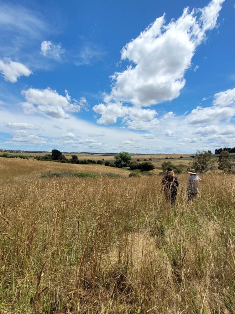Two people wearing farm clothes and hats walk into a large, grassy field on a bright, sunny day. The landscape is classic Australian - dry and hot, but full of life.
