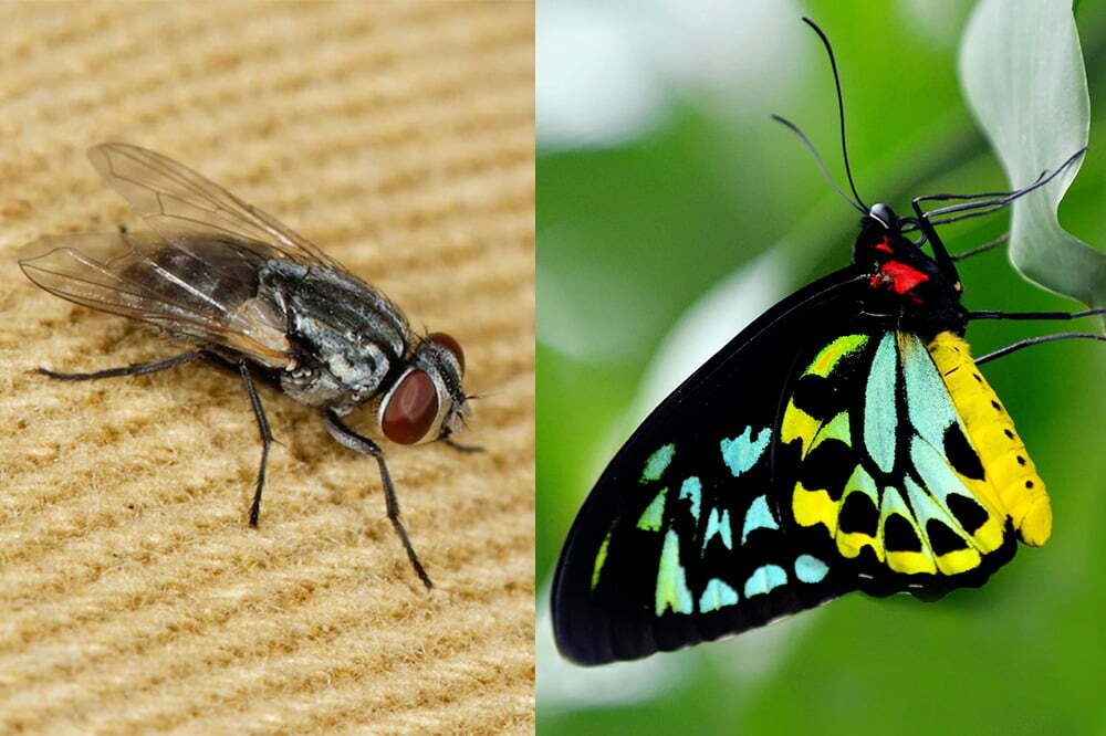 Australian bush fly and Richmond birdwing butterfly