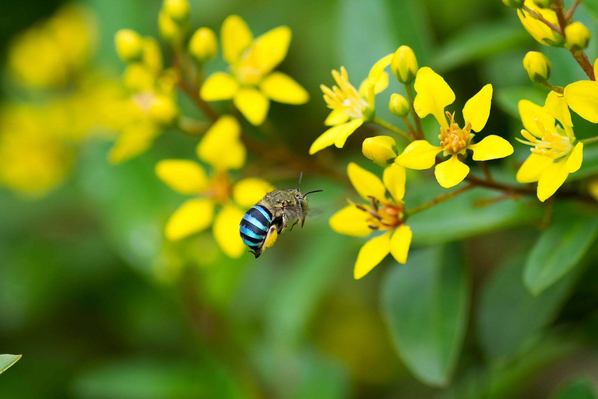 Blue Banded bee approaching yellow flowers