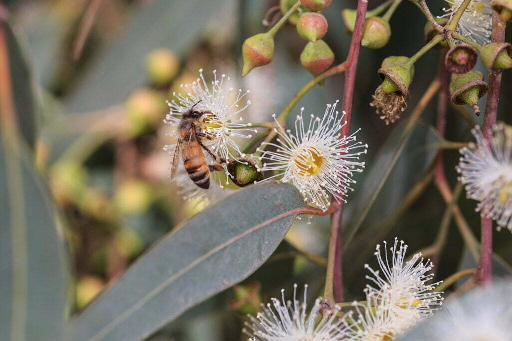 Native bee collecting eucalyptus nectar (credit: Adobe stock)
