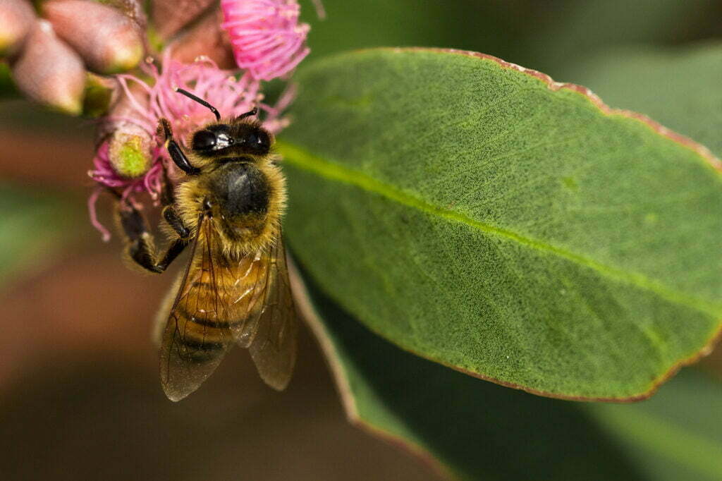 Honey bee on flowering gum tree