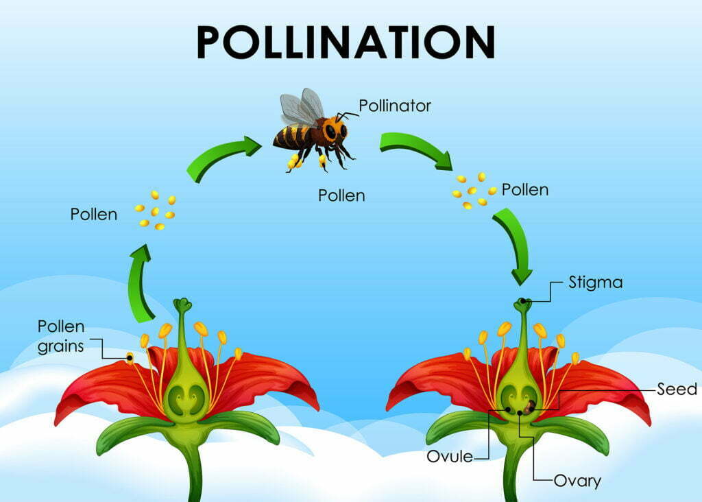 Diagram showing pollination cycle illustration
