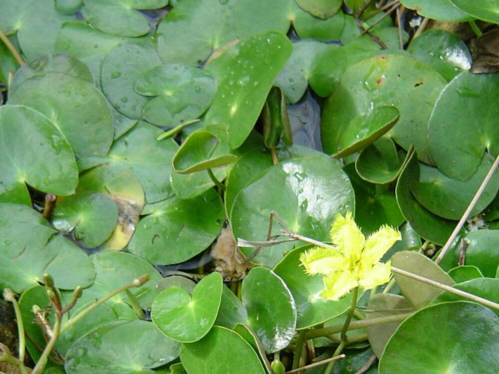 Villarsia reniformis (credit: Plantmark)