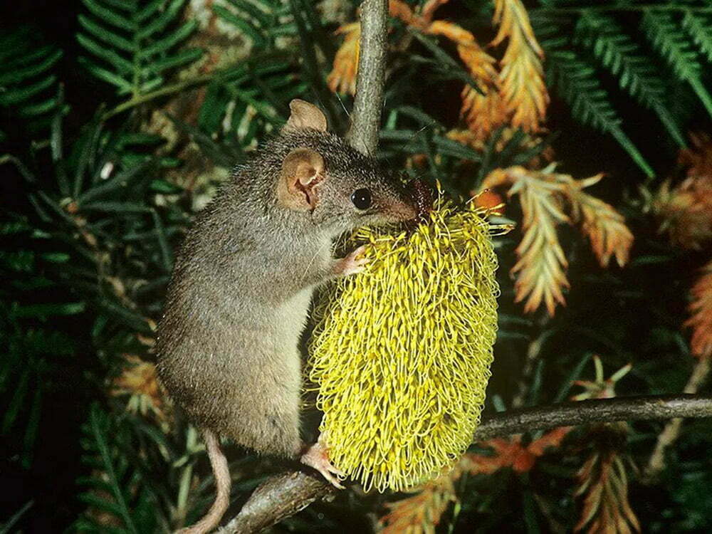 Antechinus plays a role in pollination of native species like the Banksia (credit: Jiri Lochman, CSIRO)