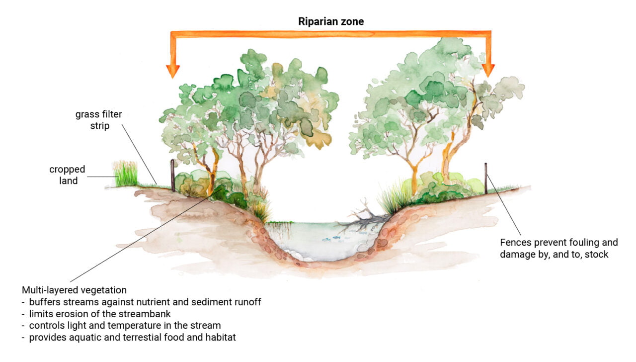 Riparian Management Tubestock Guide – Rivers Of Carbon