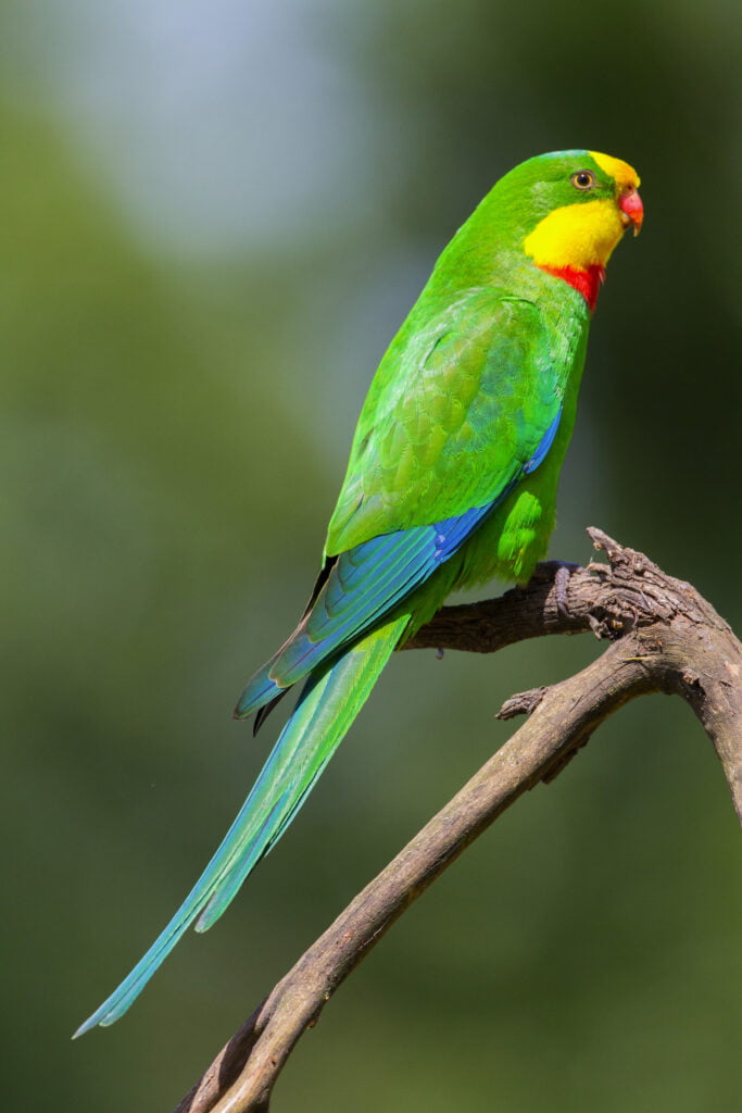 A Superb Parrot (Polytelis swainsonii), male, sits on a branch on a sunny day in a close-up photo. Image credit: Helen Fallow, NSW Department of Planning and Environment.
