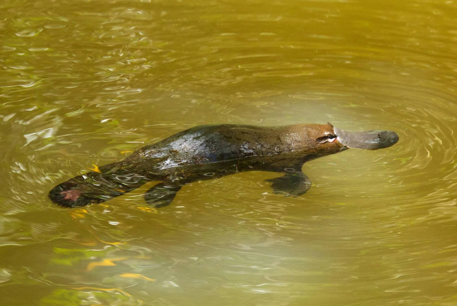Platypus swimming in a creek
